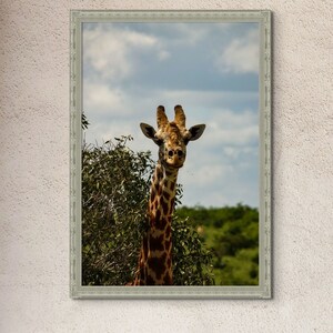 Masai Giraffe, Tsavo, Kenya, Fotografia, Stampa digitale, Wall Art, Oggettistica per la casa, Natura, Fauna selvatica, Poster di carta opaca Premium
