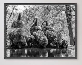Baboons, Lentorre Lodge, Kenya, Photography, Print, Wall Art, Home Decor, Nature, Wildlife, Premium Matte Paper Poster