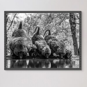 May include: A black and white photograph of four baboons drinking water from a pool. The baboons are all looking down at the water and their reflections are visible in the pool.