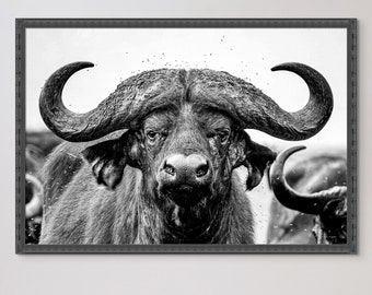 African Buffalo, Ngorongoro Crater, Tanzania, Photography, Digital Print, Wall Art, Home Decor, Nature, Wildlife, Premium Matte Paper Poster