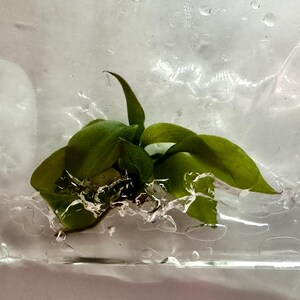Tissue Culture Gloriosum Pink Back Philodendron - Bag of 1 - Etsy