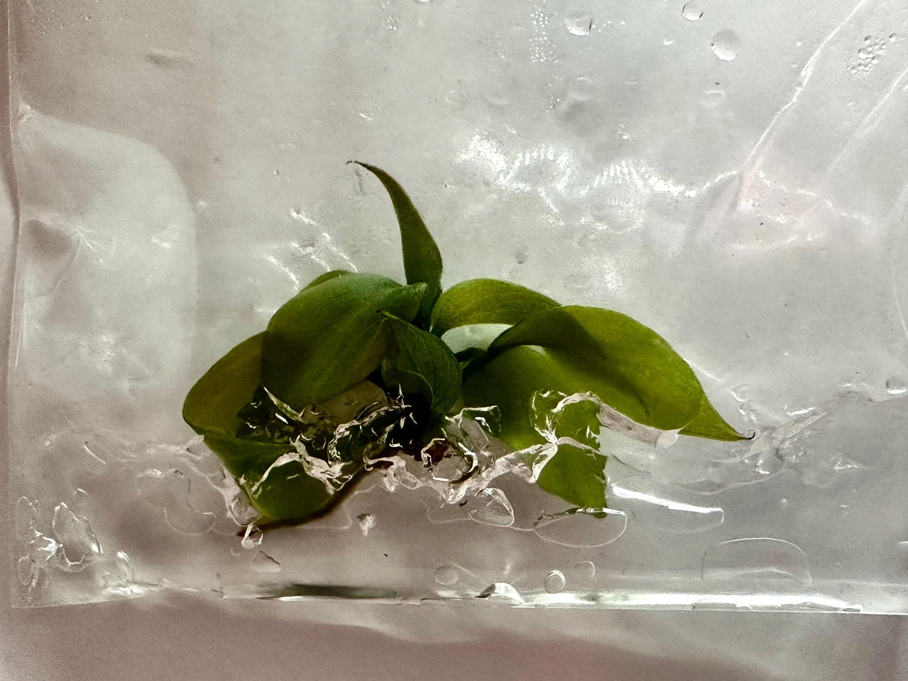 Tissue Culture Gloriosum Pink Back Philodendron - Bag of 1 - Etsy