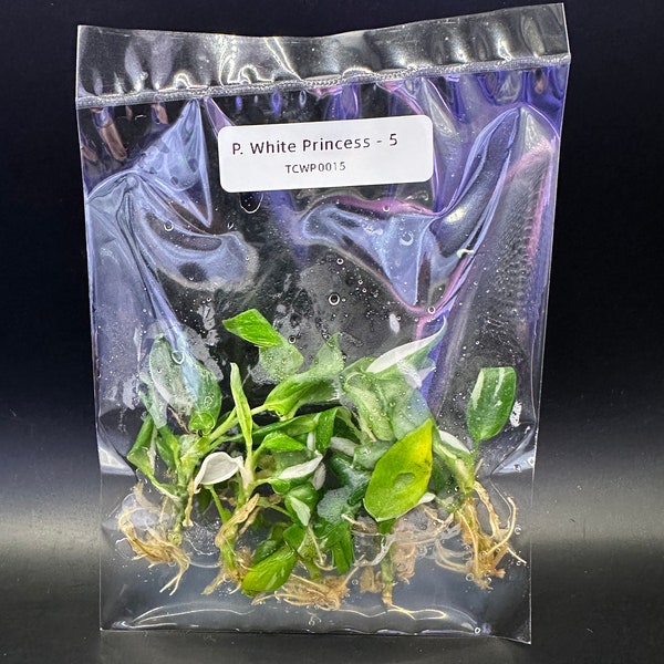 Tissue Culture White Princess Philodendron - Bag of 5 Plants