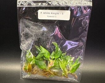 Tissue Culture White Knight Philodendron