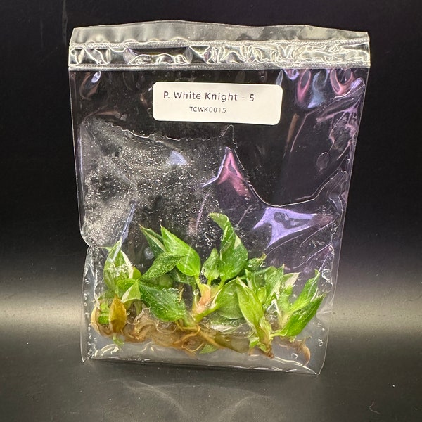 Tissue Culture White Knight Philodendron