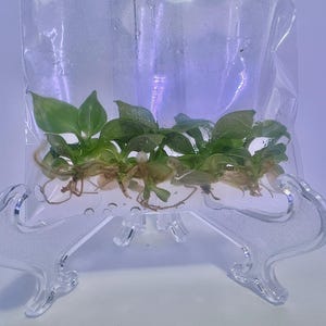 Tissue Culture Gloriosum Philodendron - Bag of 5 Plants