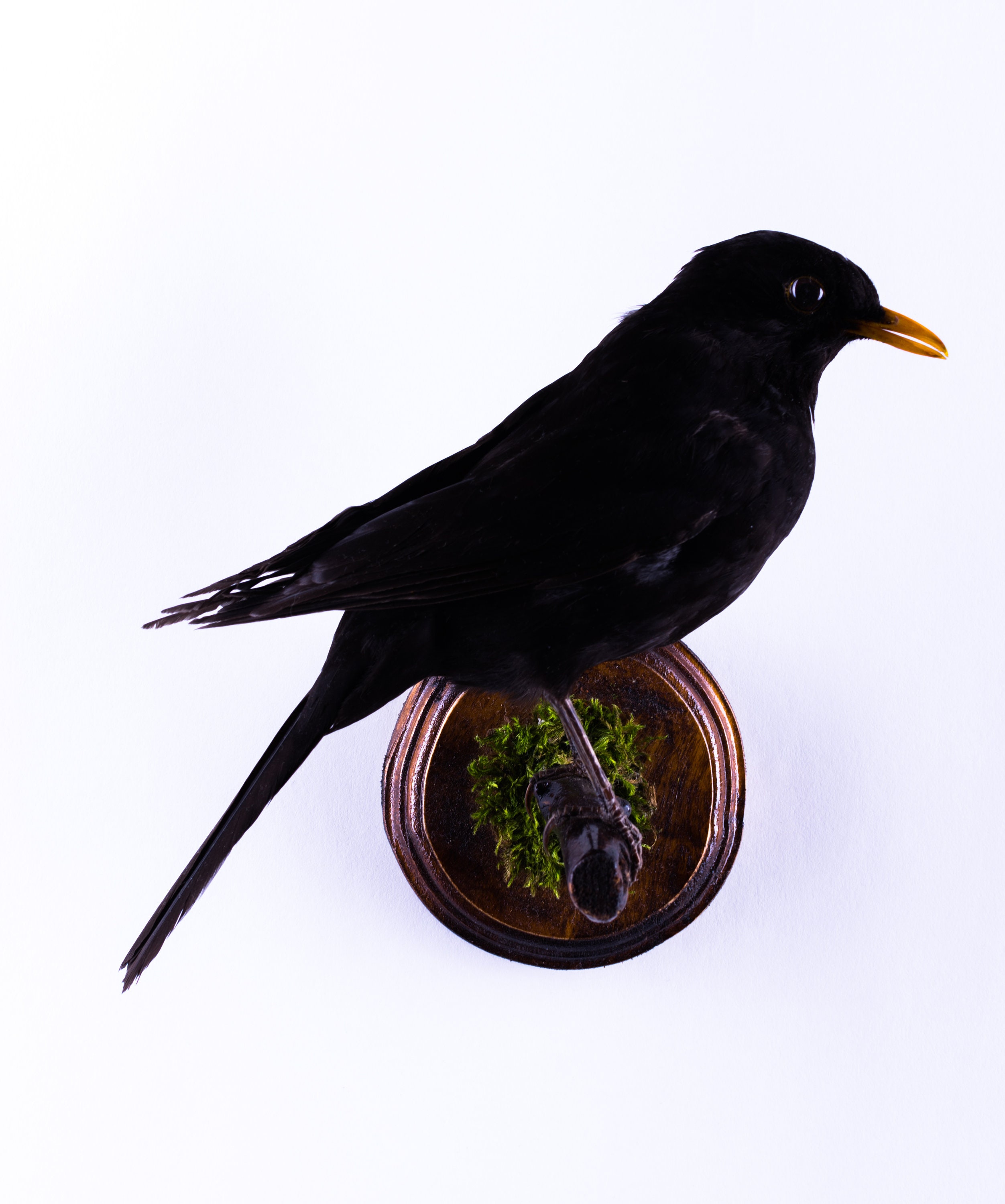 stuffed blackbird