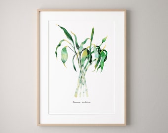 Dracaena sanderiana  Botanical watercolour print