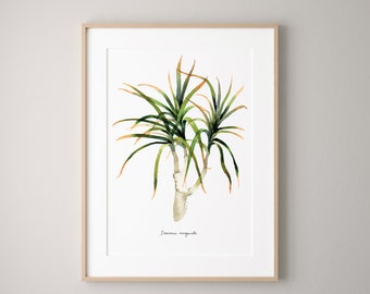 Dracaena marginata Botanical watercolour print