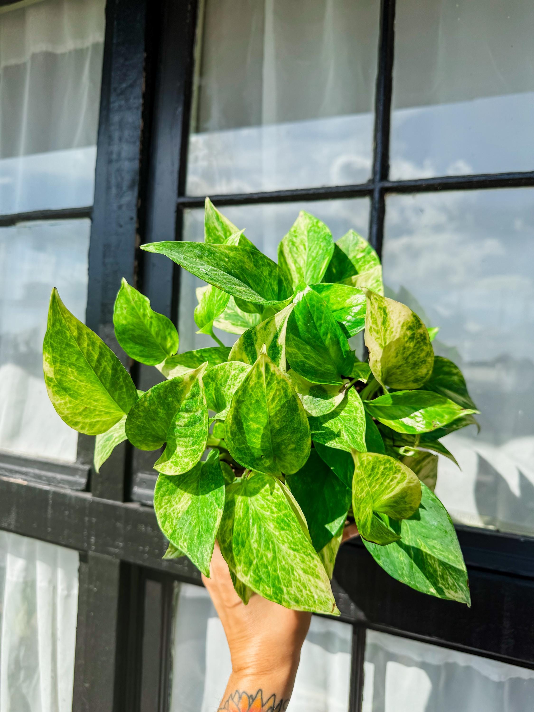 Epipremnum Pinnatum Neon Variegated - Etsy