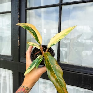 Caramel Marble Philodendron - 4 Inch