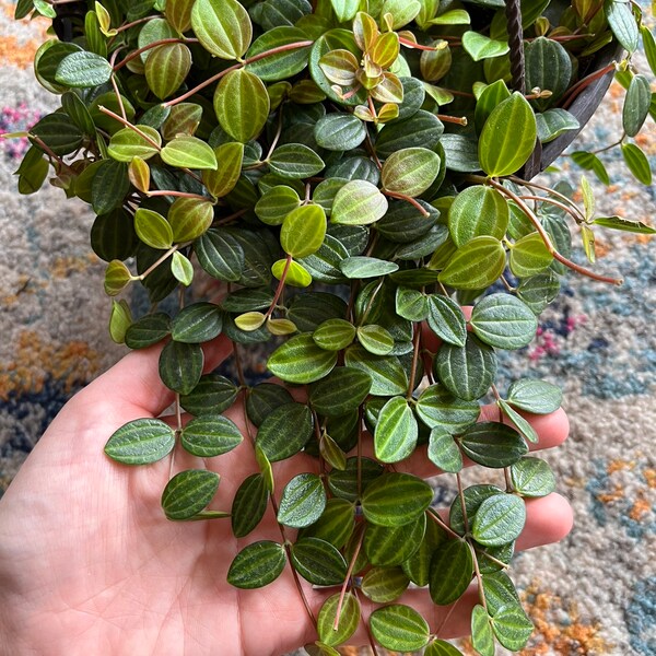 Beetle Peperomia (Unrooted cutting)