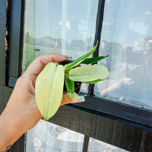 Florida Ghost Mint Philodendron