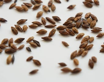 Geröstete Gerstentee | Warmer Kräuter-Loose-Blatt-Tee