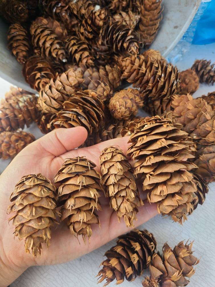 5-20 Douglas Fir Pinecones, Small Pinecones for Crafting, Meduim Pinecones,  Large Pinecones, Crafting Pinecones, Fairy Garden, Diy Foraging 