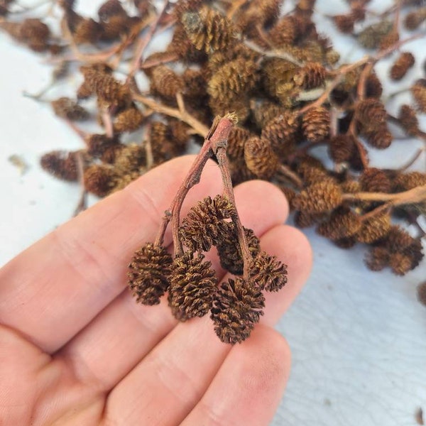 Free shipping Alder cones, mini pinecones, Small pinecones for crafting, crafting pinecones, fairy garden, diy foraging, Wreaths diy, shrimp