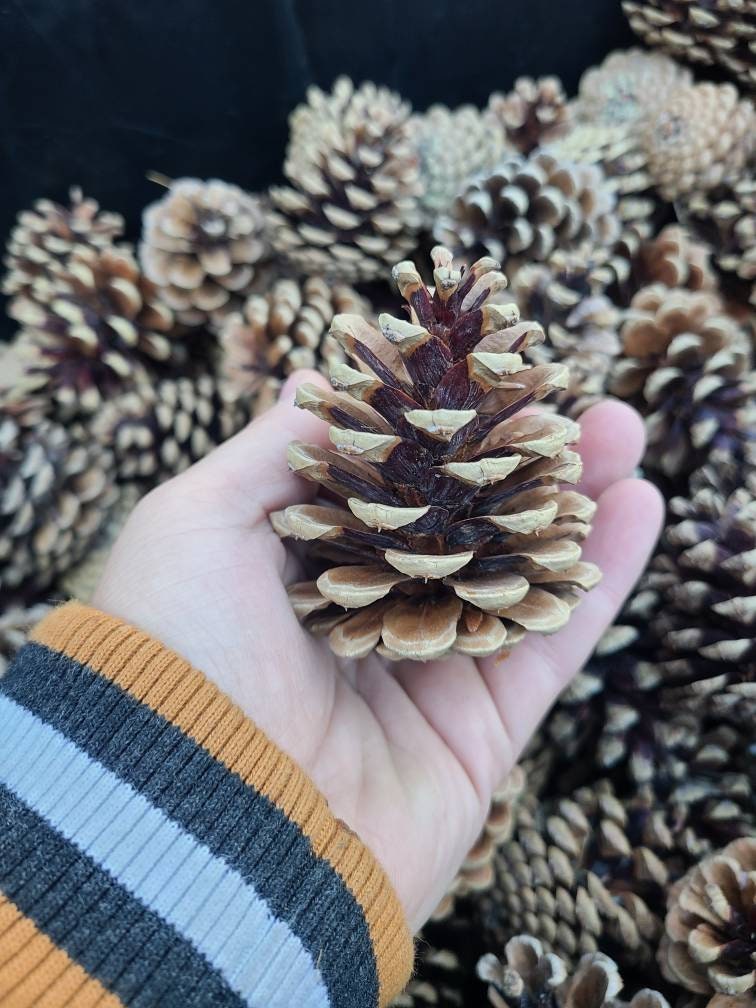 10-24 Decoration Pinecones, Small Pinecones for Crafting, Meduim Pinecones,  Large Pinecones, Crafting Pinecones, Fairy Garden, Diy Foraging 