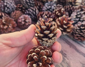 10-20 decoration pinecones, Small pinecones for crafting, meduim pinecones, large pinecones, crafting pinecones, fairy garden, diy foraging