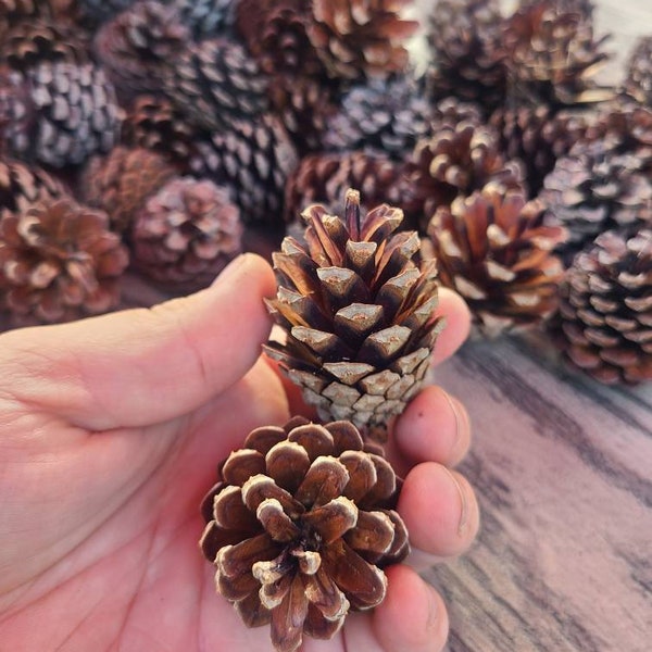 10-20 decoration pinecones, Small pinecones for crafting, meduim pinecones, large pinecones, crafting pinecones, fairy garden, diy foraging