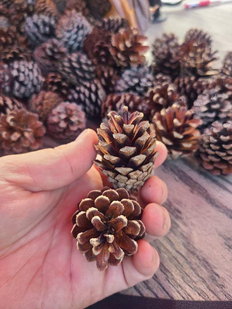 Natural Mini Pine Cones 25 