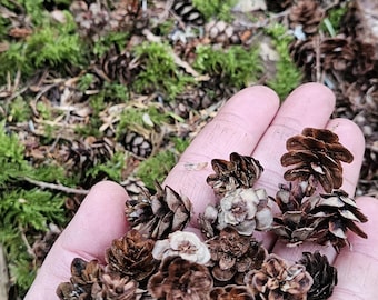 Hemlock  pinecones, mini pinecones, Small pinecones for crafting, crafting pinecones, fairy garden, diy foraging, Wreaths diy, diy crafts.