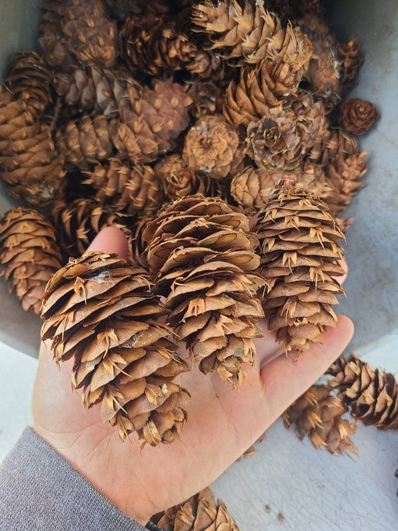 5-20 Douglas Fir Pinecones, Small Pinecones for Crafting, Meduim Pinecones,  Large Pinecones, Crafting Pinecones, Fairy Garden, Diy Foraging 
