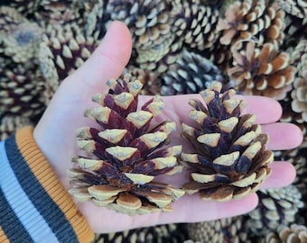 10-24 decoration pinecones, Small pinecones for crafting, meduim pinecones, large pinecones, crafting pinecones, fairy garden, diy foraging