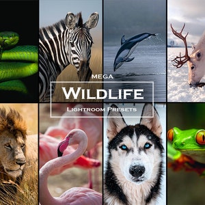 Può includere: Un collage di immagini con vari animali selvatici, tra cui una zebra, una renna, un leone, un fenicottero, un husky, una rana verde e un serpente verde. Le immagini sono disposte in una griglia e il testo "MEGA WILDLIFE LIGHTROOM PRESETS" è visualizzato al centro.