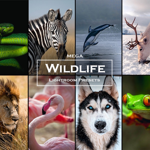 60 MEGA Wildlife Lightroom Preset Pack | Desktop Lightroom Presets | Wildlife Presets | Animal Filters | Variety Preset | Moody Preset |