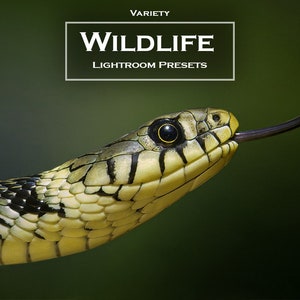 10 Variety Wildlife Lightroom Presets Pack | Mobile and Desktop Lightroom Presets | Wildlife Presets | Animal Presets |