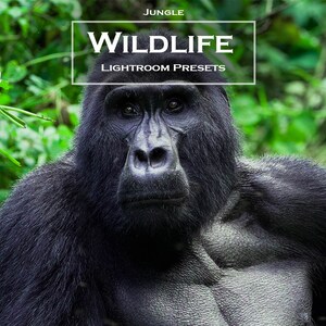 Jungle Wildlife Lightroom Presets | Mobile & Desktop (DNG, XMP)