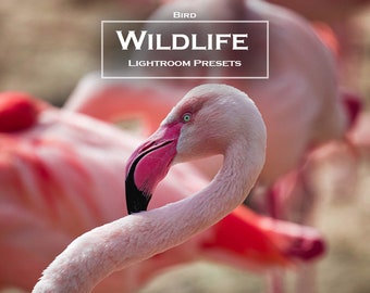 Może przedstawiać: Zbliżenie na różowego flaminga z czarno-różowym dziobem. Flamingo jest wyostrzone, podczas gdy tło jest rozmyte i pokazuje innych różowych flamingów.