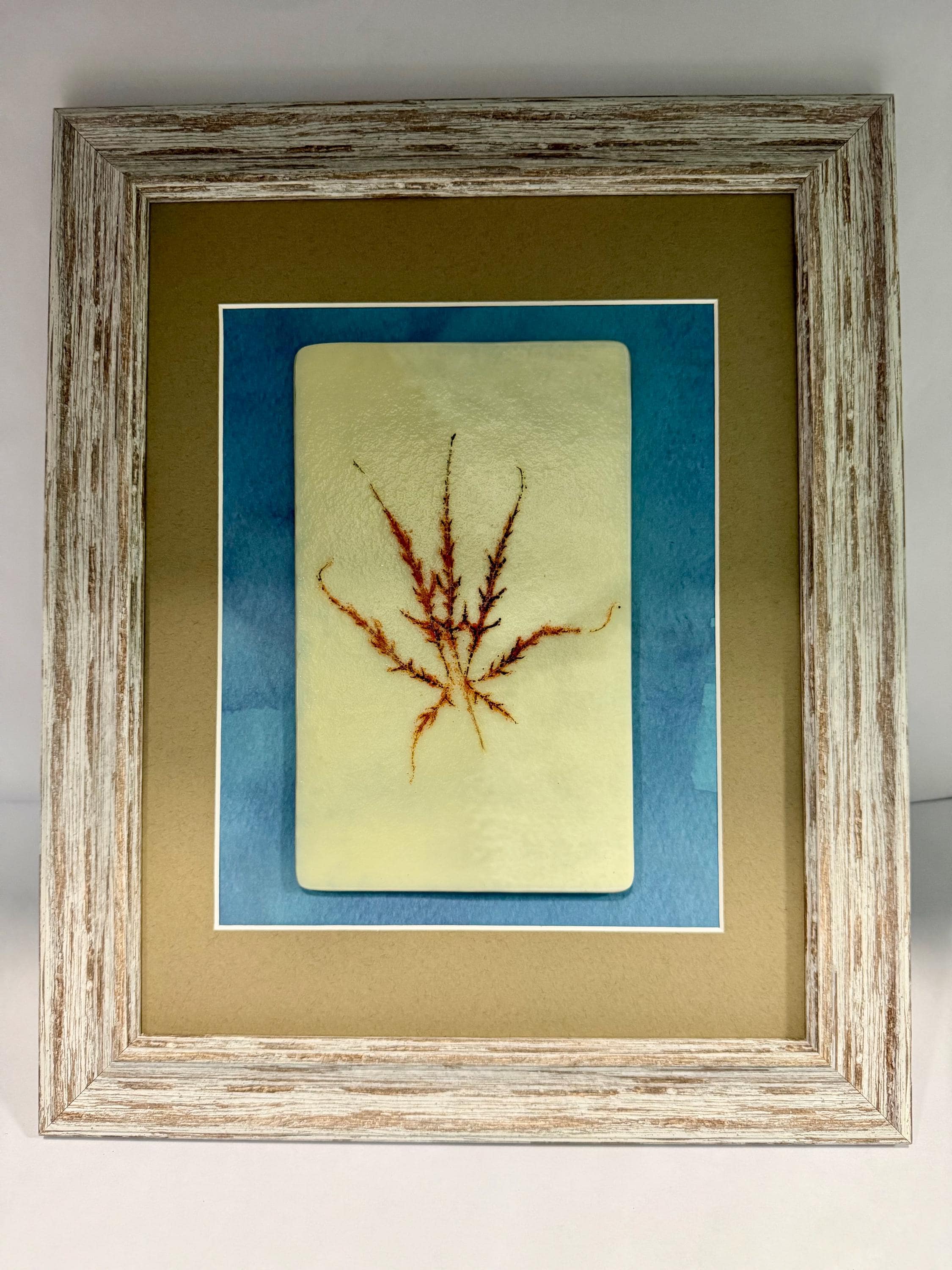 Black Lace Japanese Maple - Etsy