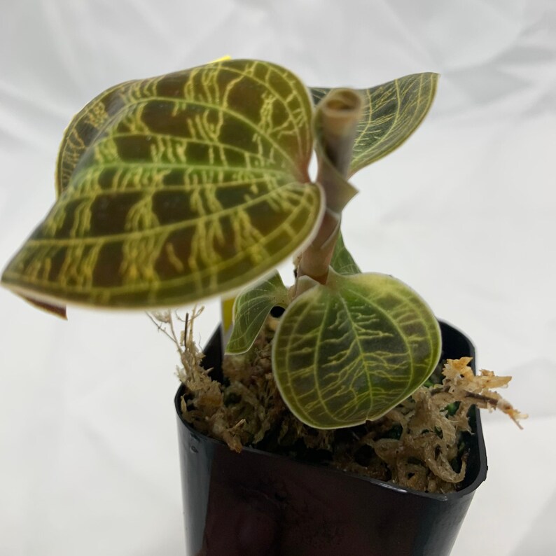 Lightning Bolt Jewel Orchid Macodes Petola Live House Plant Etsy