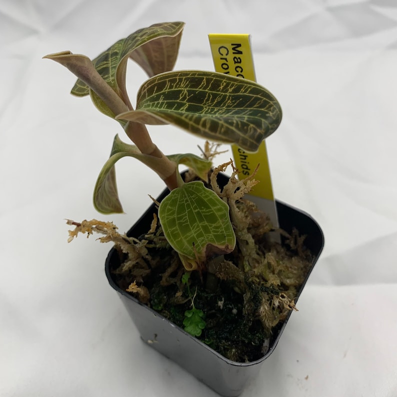 Lightning Bolt Jewel Orchid Macodes Petola Live House Plant Etsy