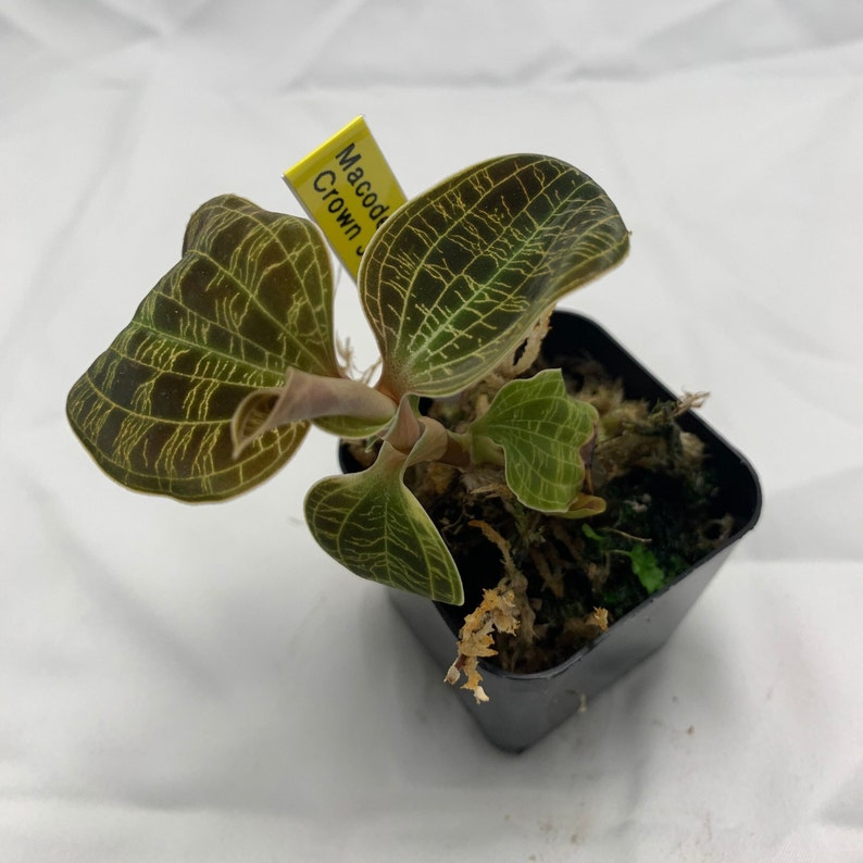 Lightning Bolt Jewel Orchid Macodes Petola Live House Plant Etsy