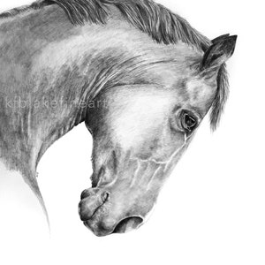 Horse Portrait No. 1 - Fine Art Print