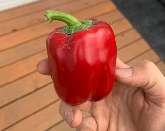 Semillas de pimiento rojo