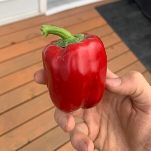 Red Bell pepper seeds