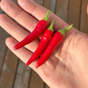 Super Chili Samen