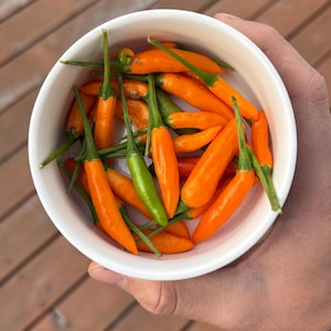 CAP1639 pepper seeds