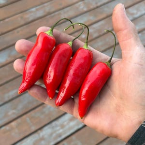 Semillas de pimienta CAP455