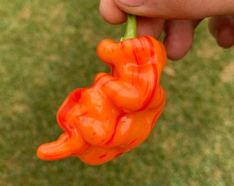Sugar Rush Stripey pepper seeds