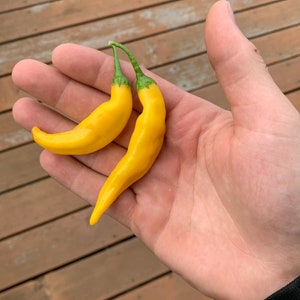 Aji Lemondrop pepper seeds