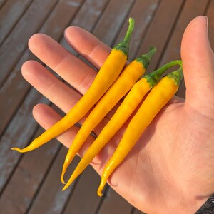 Golden Cayenne pepper seeds