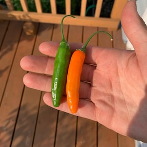 Aji Orange pepper seeds