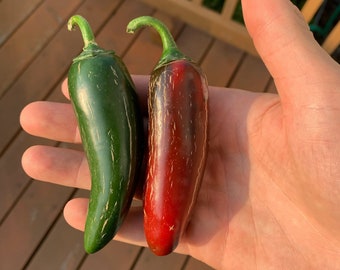 semillas de chile Jalafuego