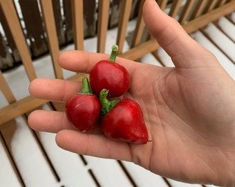 Semillas de pimiento bola