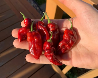 Semillas de pimiento Little Italy