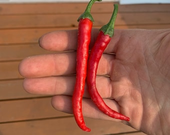 Nasiona pieprzu Super Cayenne